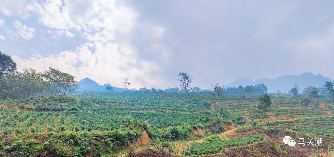 茅寨村最新动态报道