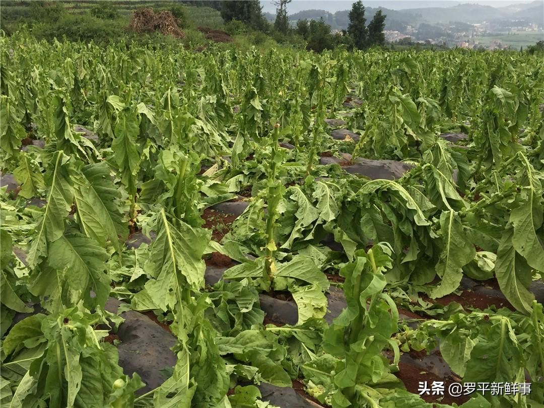 五麦寺村委会新项目启动，重塑乡村未来